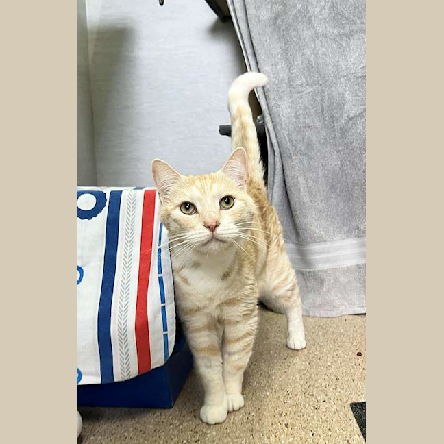 Photo of Simba