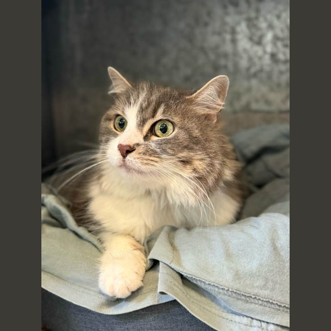 Photo of Penelope Fluffington
