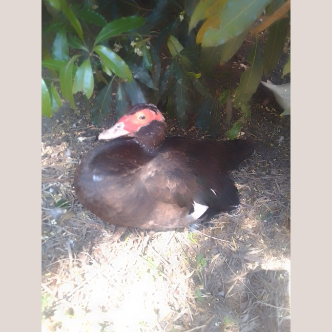 Photo of Duck & Ducklings