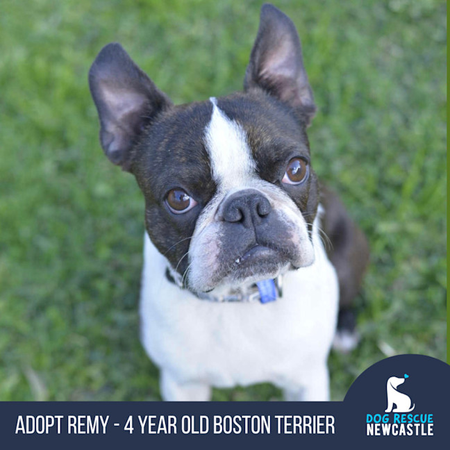 Photo of Remy   4 Year Old Boston Terrier