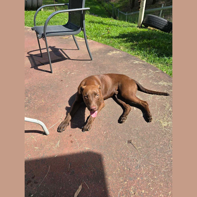 Photo of Rusty