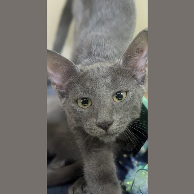 Photo of Shadow