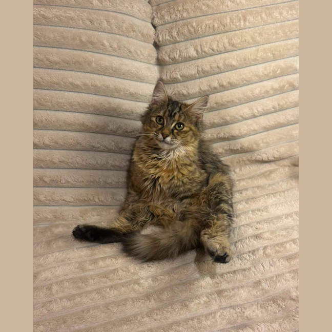 Photo of Puma