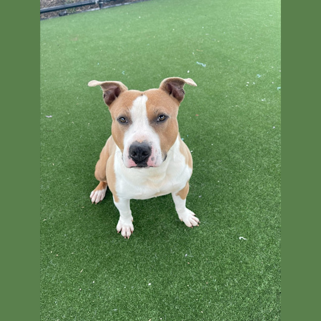 Photo of Peanut Imp 1312