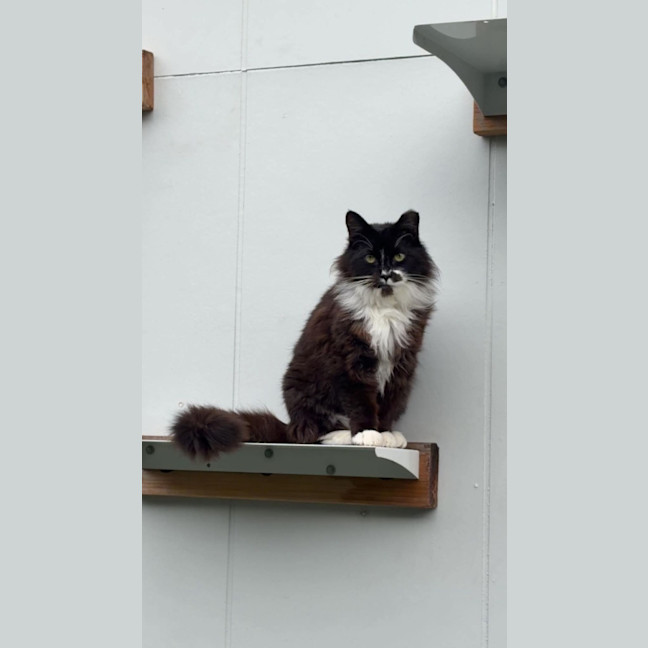 Photo of Bella