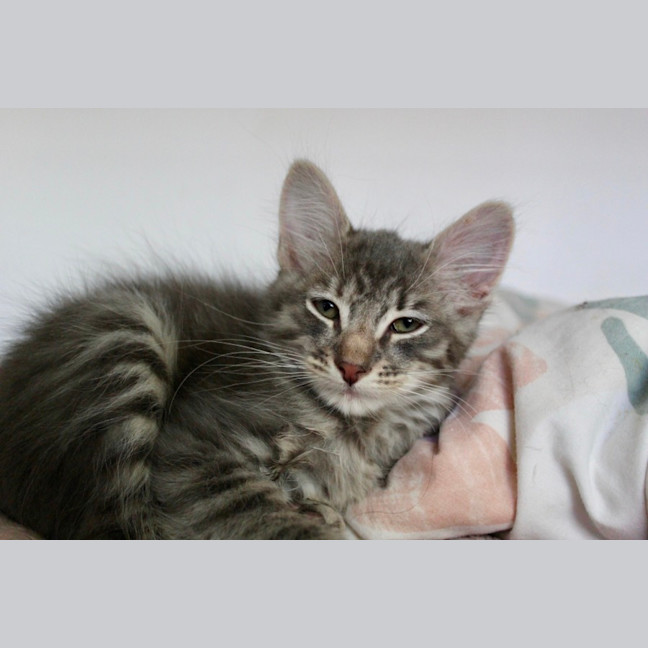 Photo of Dobby