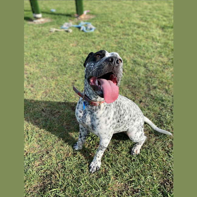 Photo of Muffin