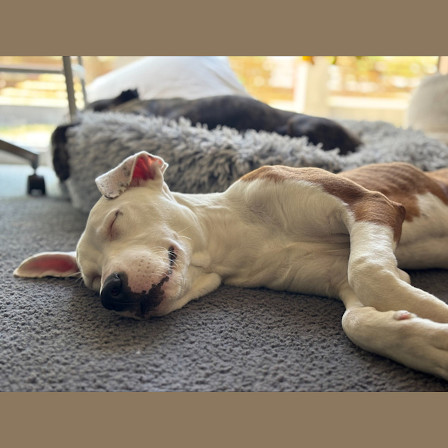 Photo of Ziggy