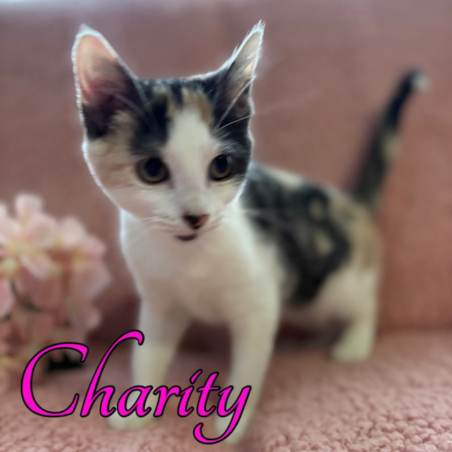 Photo of Charity 