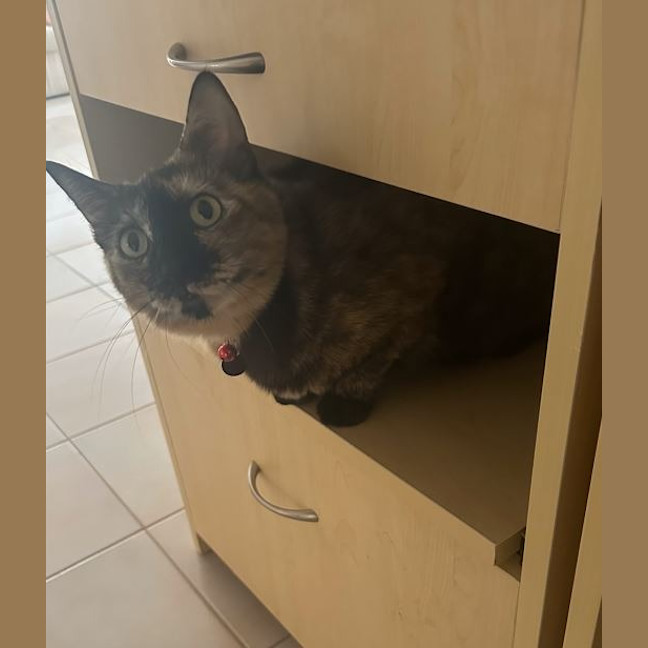 Photo of Misty