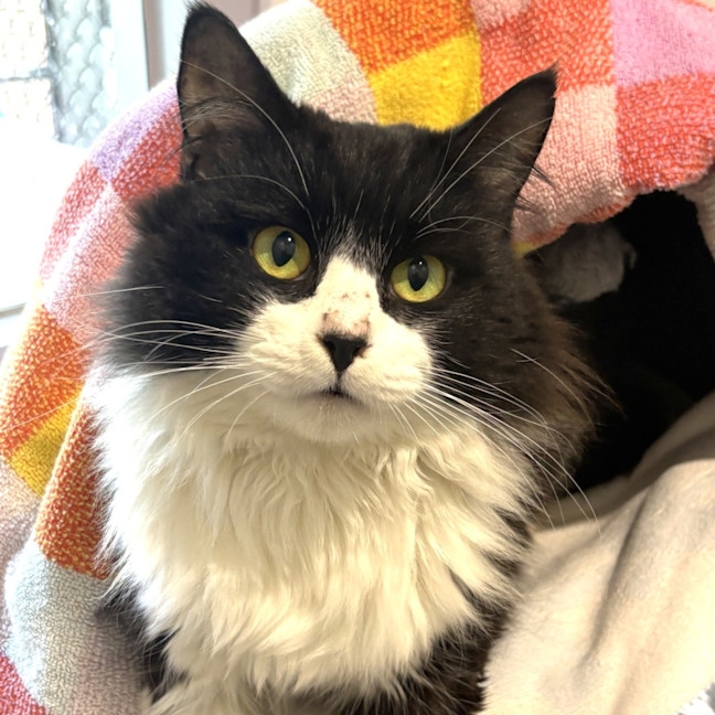 Photo of Zorro