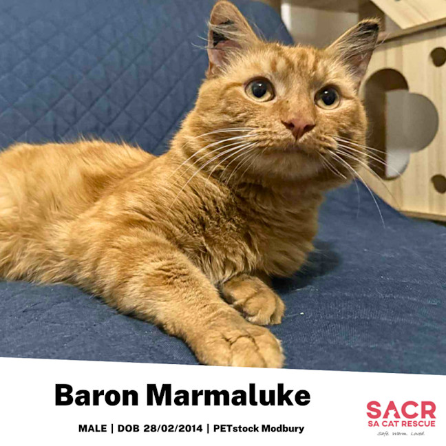 Photo of Baron Marmaluke (Barry)