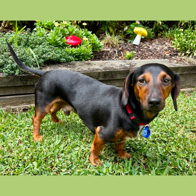 Photo of Hendrix   4 Year Old Dachshund 