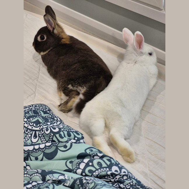 Photo of Basil (W Olive)