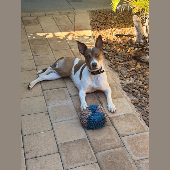 Photo of Indi
