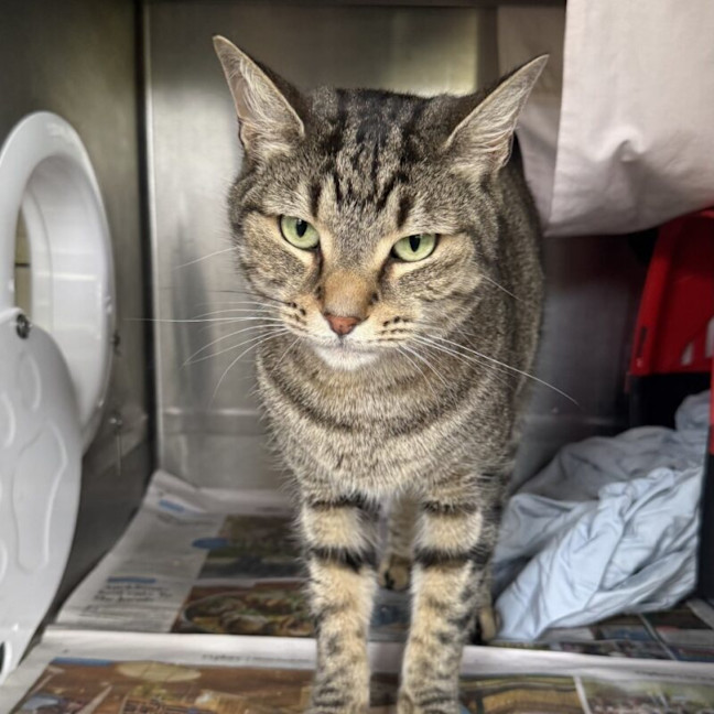 Photo of Butterball Brown