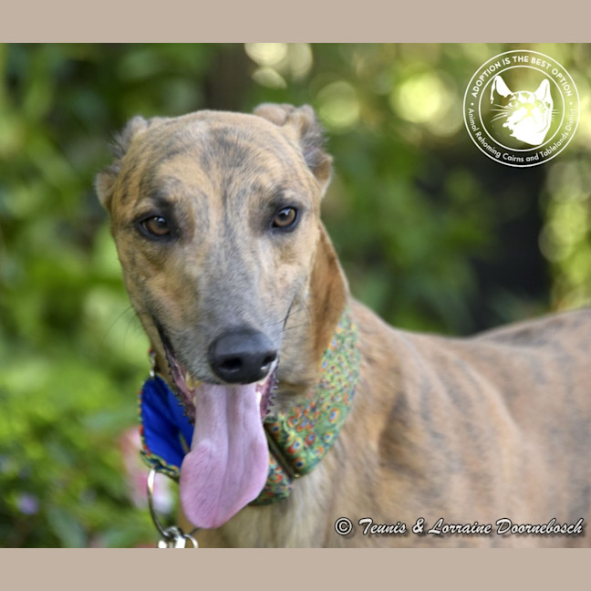 Photo of Max (Woodland Maxi)