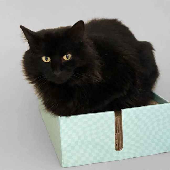 Photo of Midnight 