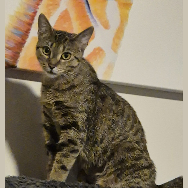 Photo of Tumbles   1 Year Old Domestic Short Hair