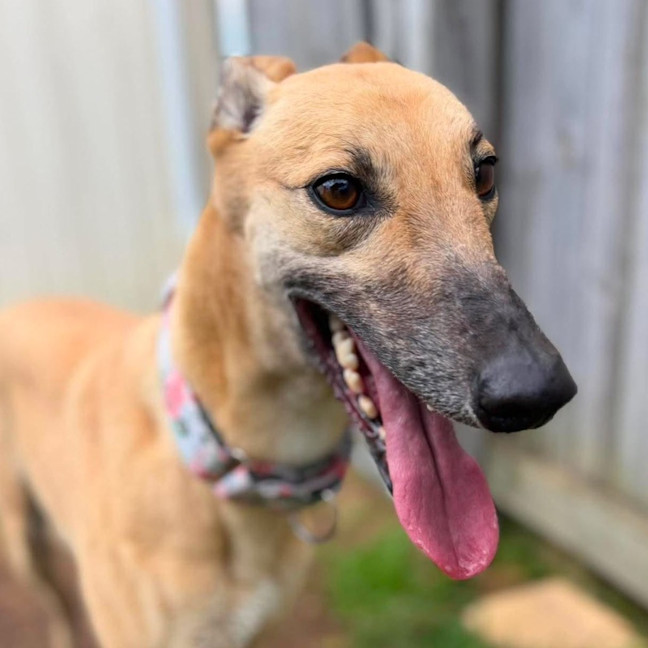 Photo of Marie The Greyhound