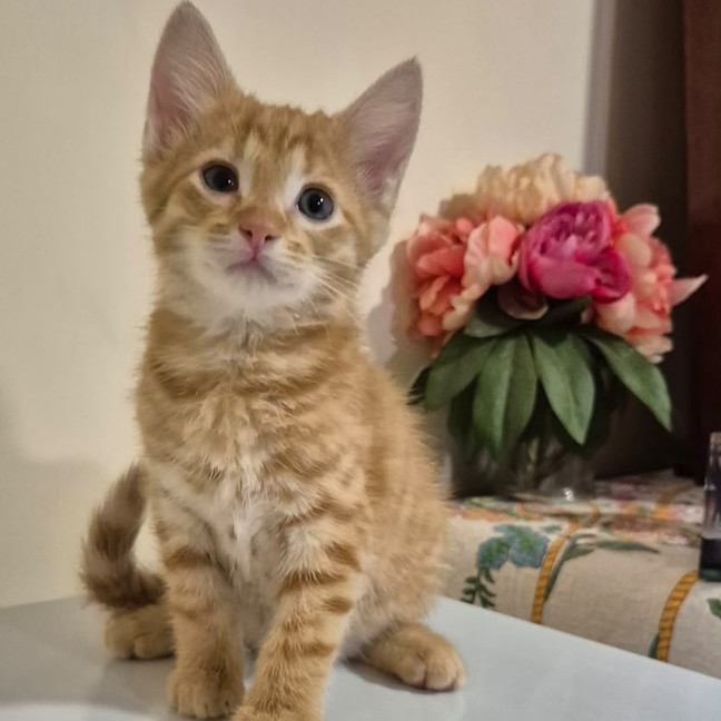 Photo of Scout