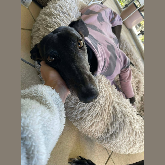Photo of Zara, The Greyhound