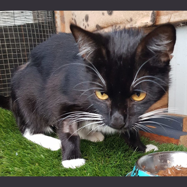 Photo of Betty Boop Now Available At Pet Quarters Morisset