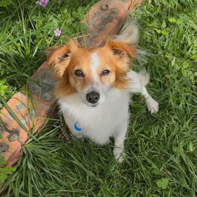 Photo of Jax 