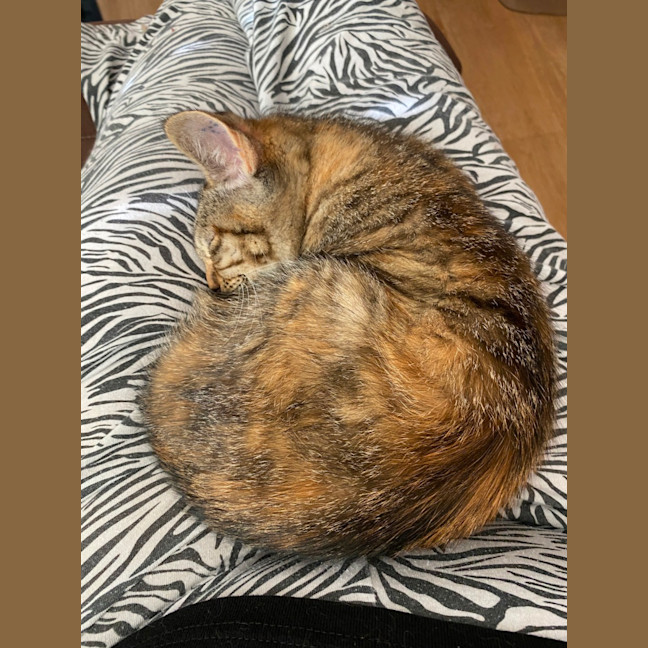 Photo of $300 Mushroom (Roo) 