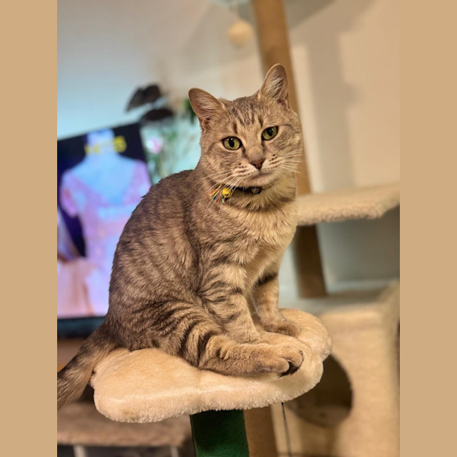 Photo of Nyitti