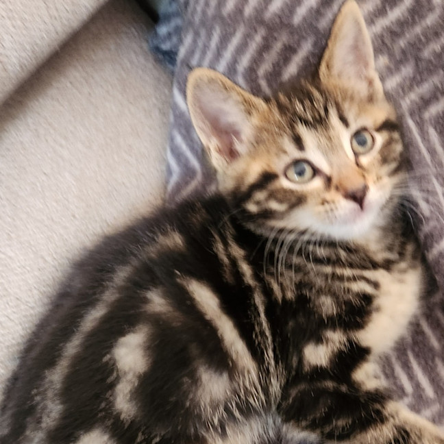 Photo of Nala