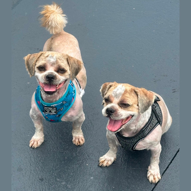 Photo of Chewy And Warf 🐶😎