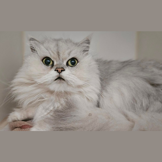 Photo of Smokey