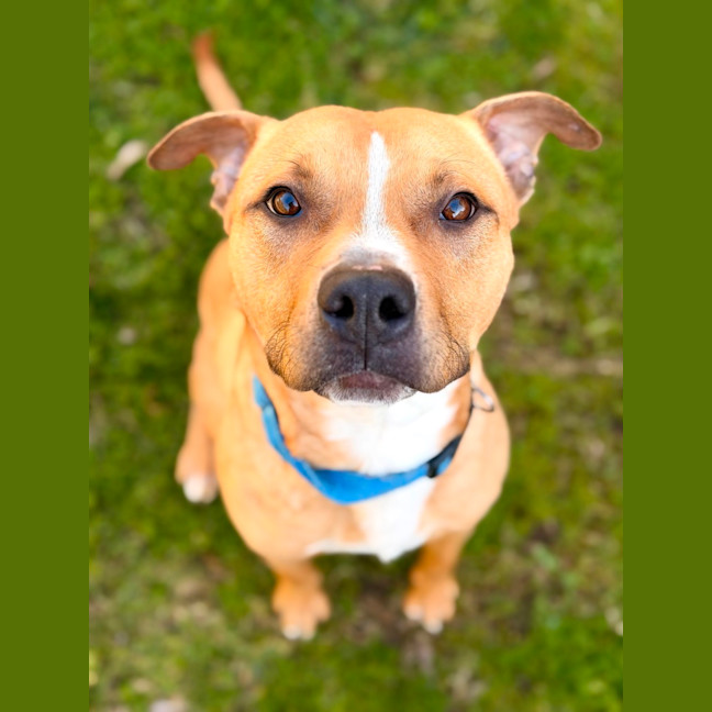 Photo of Bowser