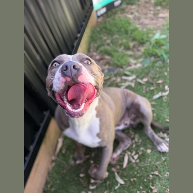 Photo of Aggie