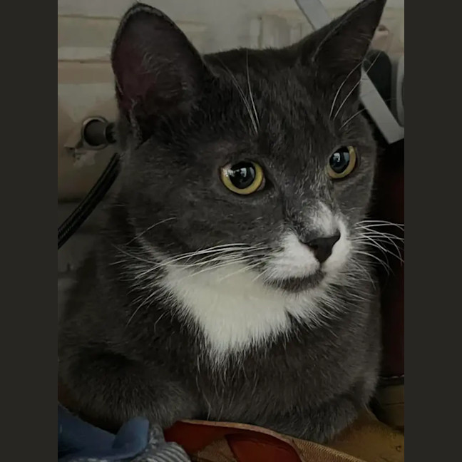 Photo of Ace