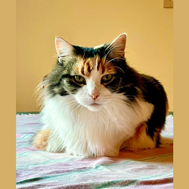 Photo of Prissy