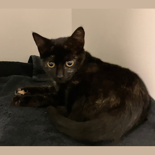 Photo of Bella Monday