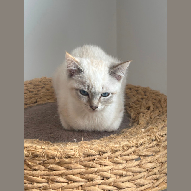 Photo of Alaska Meet Me@Petstock Mornington Nepean Hwy