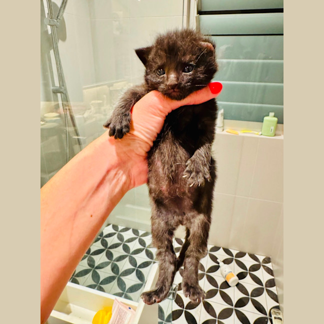 Photo of Pumpernickle