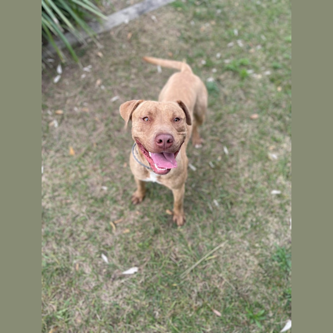 Photo of Whiskey (9989)