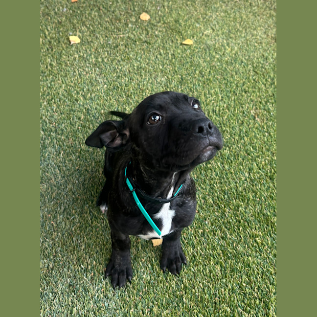 Photo of Scout
