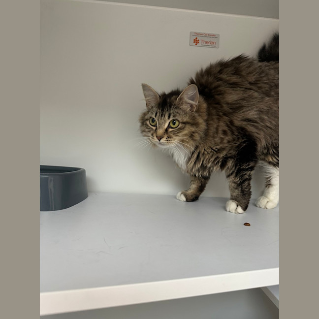 Photo of Cookie