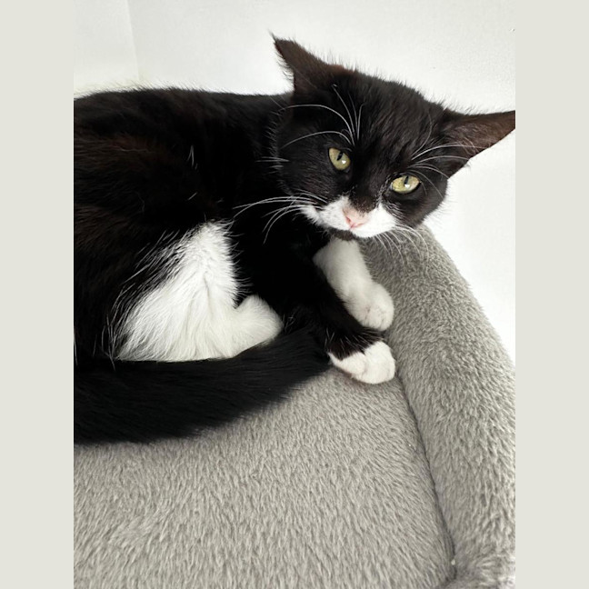 Photo of Odette
