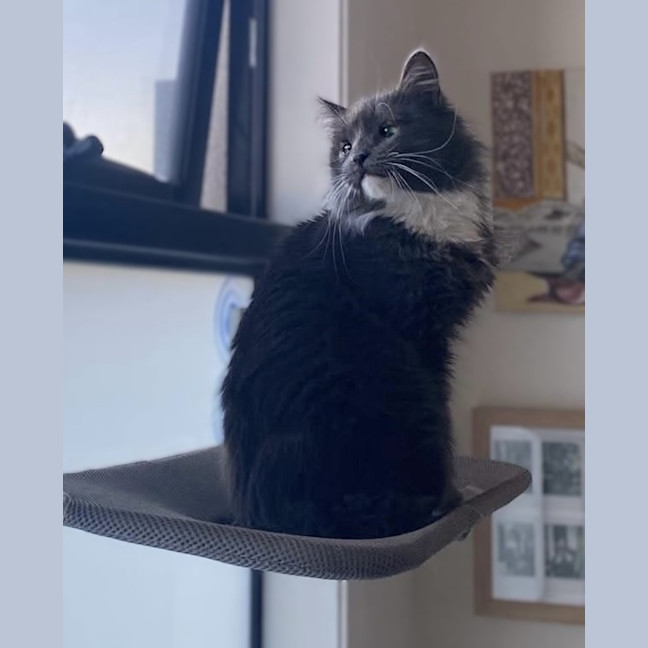 Photo of Arlo