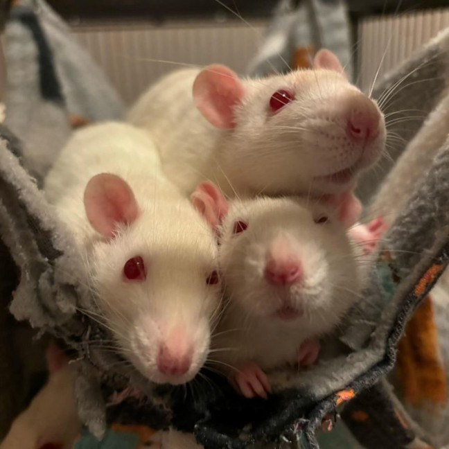 Photo of Charlie, Harper, Molly & Princess