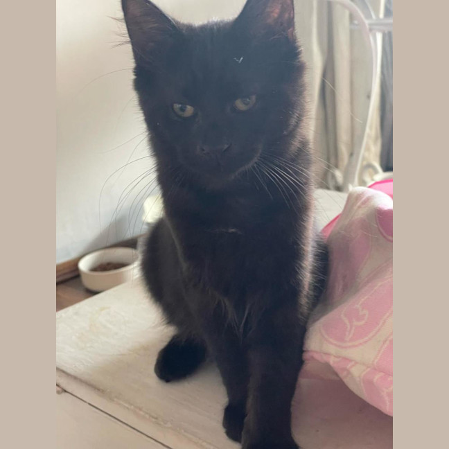 Photo of Shadow