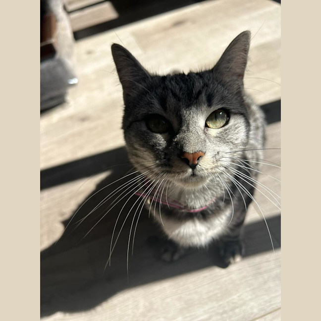 Photo of Grey