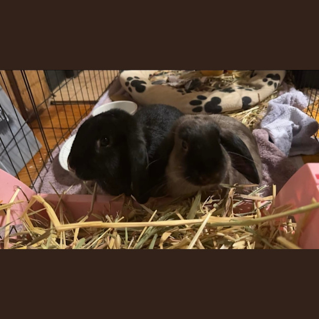 Photo of Ace & Alpha