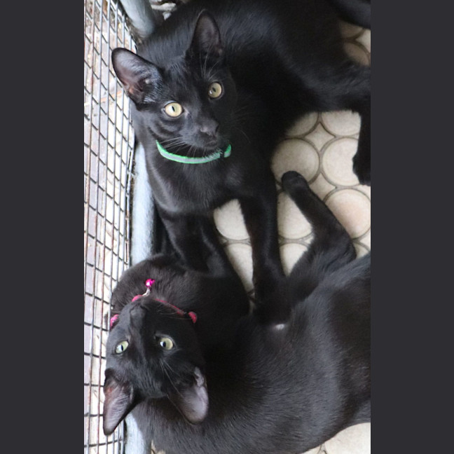 Photo of Benny   Pet Quarters Broadmeadow 